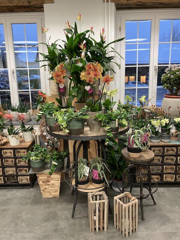 Orchideen und Pflanzen